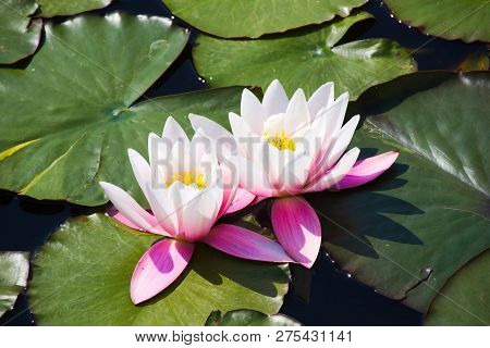 Water Lilies Specialize In Life In Ponds And Lakes.they Anchor Themselves In The Mud Of The Watered.