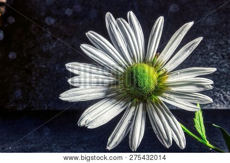 Margerite Daisy Flower  Blossom / Flowers Of The Magic Of Summer