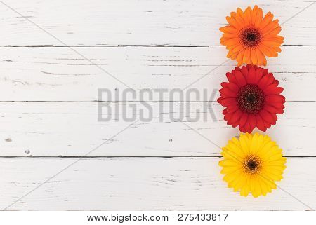 Multi-colored Gerbera Daisy Flowers On White Wooden Table Background With Copy Space