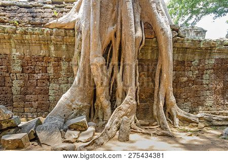 Roots Of A Spung, The Famous Tree Tetrameles Nudiflora, Growing In The Ta Prohm Temple Ruins In Camb