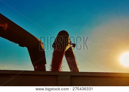 Pouring Corn Grain Into Tractor Trailer After Harvest