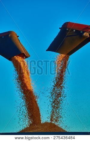 Pouring Corn Grain Into Tractor Trailer After Harvest