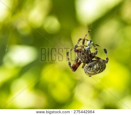 Garden Orb Weaver Spider Weaving His Web.