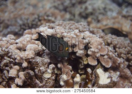 Kole Tang On Coral Reef Off Maui, Hawaii
