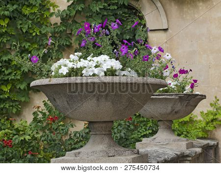 Two Antique Stone Vases With Flowers On The Background Of A Wall With Ivy.