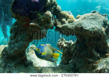 Queen Angelfish Through Coral Arch On Looe Key Coral Reef In The Florida Keys