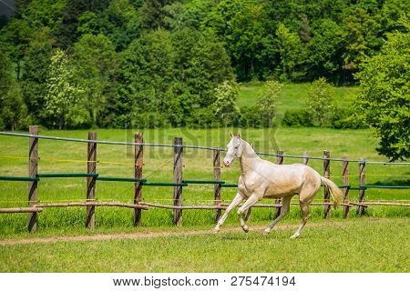 Young White Stallion Of Akhal Teke Horse Breed From Turkmenistan, Galloping In A Paddock, Wooden Pol