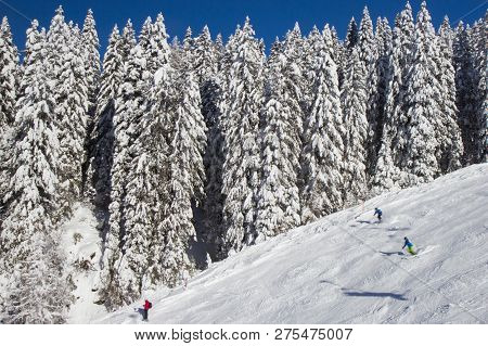 Pine Trees Covered With Snow At Nassfeld Ski Resort, Austria