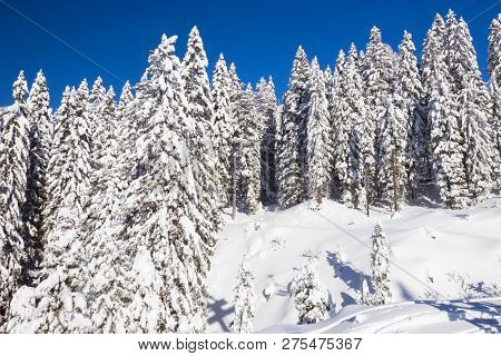 Pine Trees Covered With Snow At Nassfeld Ski Resort, Austria