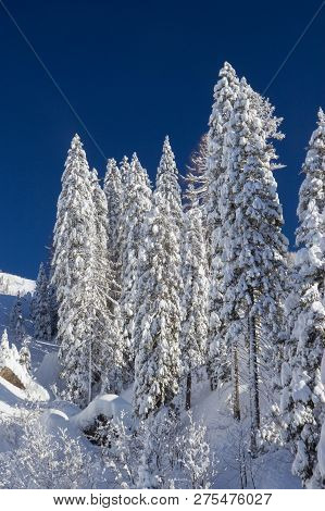 Pine Trees Covered With Snow At Nassfeld Ski Resort, Austria