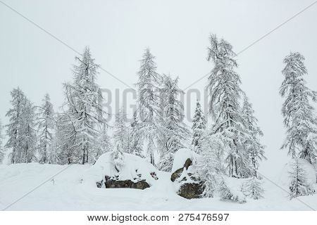 Pine Trees Covered With Snow At Nassfeld Ski Resort, Austria