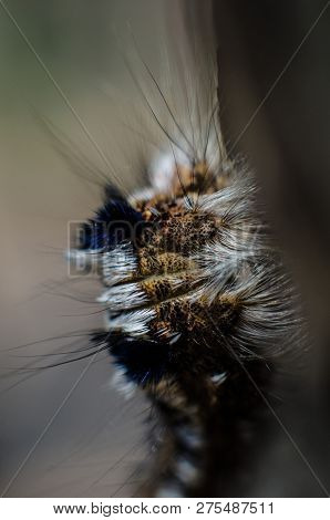Milkweed Tussock Moth Caterpillar. Euchaetes Egle On The Tree