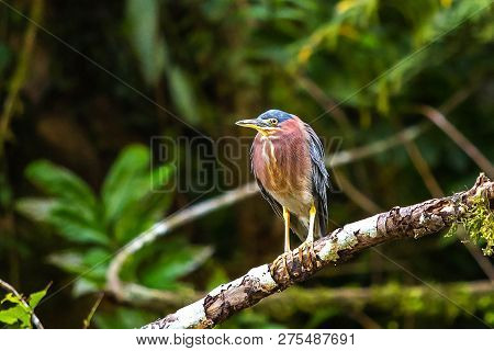 Beautiful Least Bittern Bird Close Up Hunting
