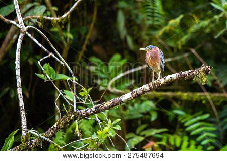 Beautiful Least Bittern Bird Close Up Hunting