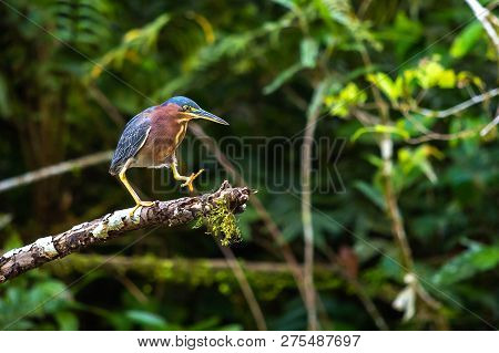Beautiful Least Bittern Bird Close Up Hunting
