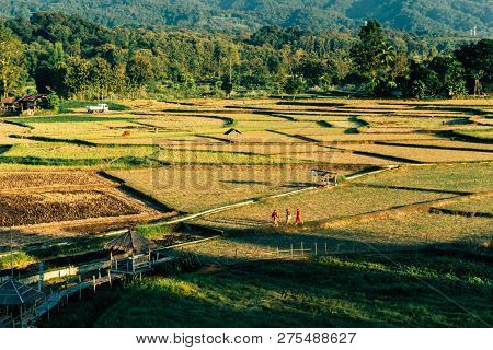 Bitd Eye View Of Rice Field With Local Thai Monks Is Walking.