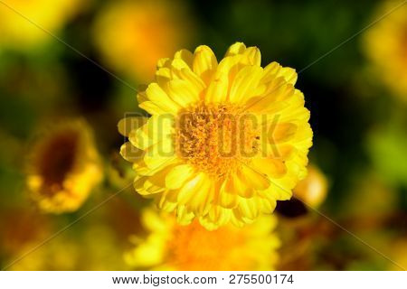 Chrysanthemum Indicum Linn Flowers. Or Chrysanthemum Morifolium Ramat Flowers In Plantation