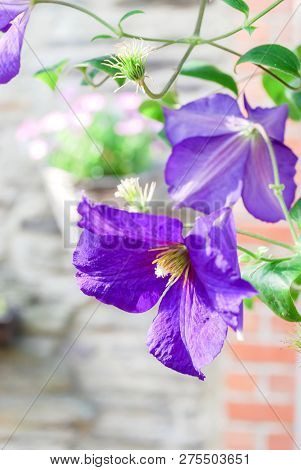 Beautiful Small Climatis  Climbing In Fend Under Transparent Roof With Green Leaves Blur Background.