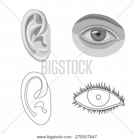 Vector Design Of Human And Part Sign. Set Of Human And Woman Stock Vector Illustration.