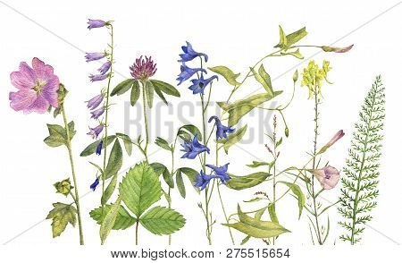 Background With Watercolor Drawing Palnts And Flowers, Hand Drawn Illustration