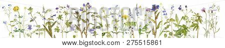 Background With Watercolor Drawing Palnts And Flowers, Hand Drawn Illustration