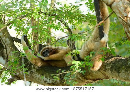 Beautiful White-handed Gibbon (hylobates Lar) Sitting On Ground