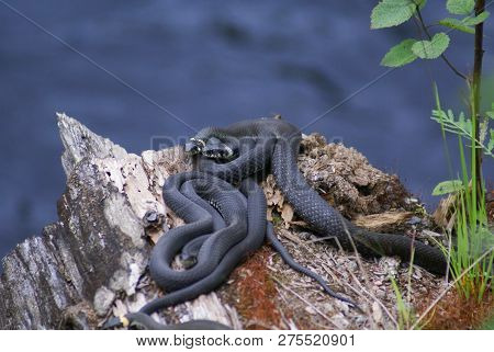 Three Snakes (grass Snakes) Lie On An Old Fallen Tree. Snake Are Dark Gray In Color.