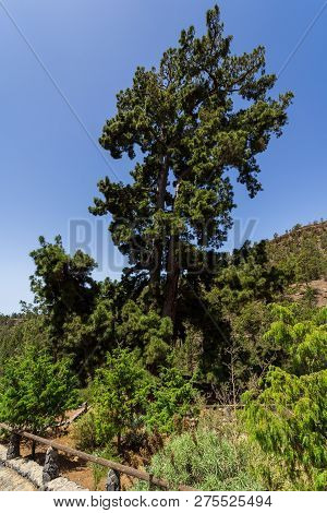 Pino Gordo Is The Oldest Canarian Pine (circa 200 Years Old), 46 Meters High And 11 Meters In Girth.