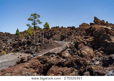 The Lava Fields Of The Teide Volcano And Thickets Of Canarian Pine. Viewpoint - Mirador De Los Poleo
