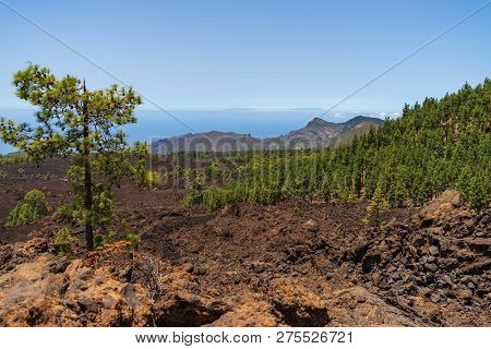 The Lava Fields Of The Teide Volcano And Thickets Of Canarian Pine. Viewpoint - Mirador De Los Poleo