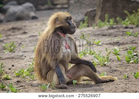 Male Of Monkey Gelada, Theropithecus Gelada, The Bleeding-heart Monkey, Gelada 