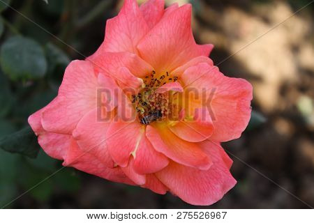 A Fresh Flower In The Ghani Bagh Park Of Hayatabad Peshawar. Peshawar Is Known As The City Of Flower