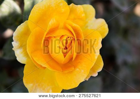 A Fresh Flower In The Ghani Bagh Park Of Hayatabad Peshawar. Peshawar Is Known As The City Of Flower