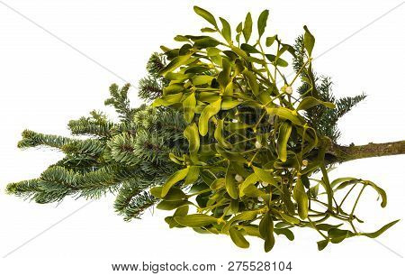 Green Mistletoe Viscum Album Growing On A Fir Branch