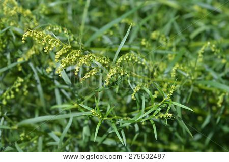 Estragon Flower Buds - Latin Name - Artemisia Dracunculus
