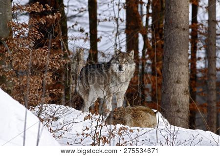 Beautiful Wolf (canis Lupus) In Winter, Wolf In Snowy Landscape, Attractive Winter Scene With Wolf, 