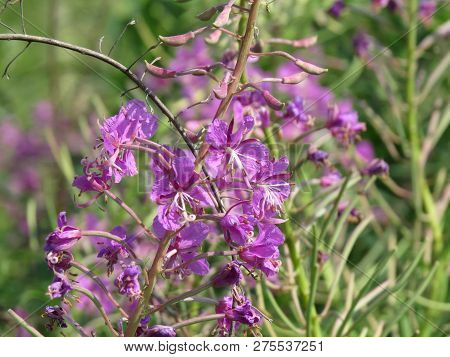 Rosebay Willowherb Chamerion Angustifolium , Also Epilobium Angustifolium. Fireweed Leaves From This