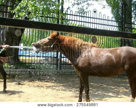 After A Riding Lesson, A Jockey Feeds A Horse With Water From A Plumbing Hose, Under Pressure