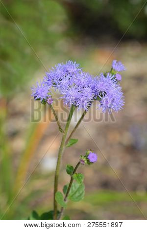Blue Flossflower Close Up - Latin Name - Ageratum Houstonianum