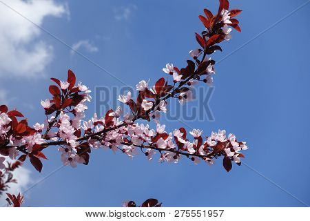 Branches Of Prunus Pissardii With Pink Flowers And Red Leaves Against Blue Sky