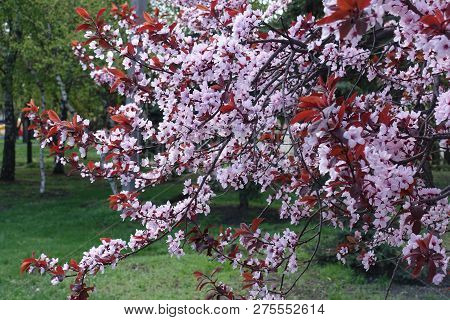Leafage And Flowers Of Prunus Pissardii Tree In Spring