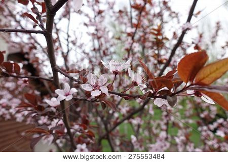 Twig Of Prunus Pissardii With Pink Flowers And Red Leaves