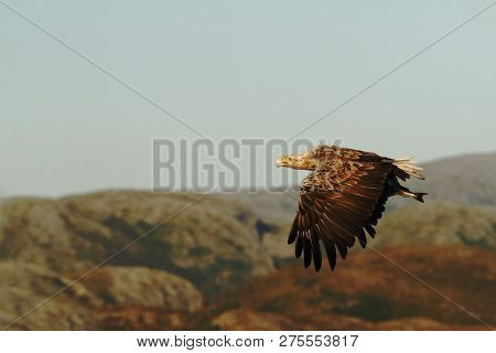 White-tailed Eagle In Flight With Caught Fish From Sea,norway,haliaeetus Albicilla, Majestic Sea Eag