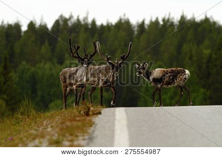Two Reindeer Males And Female (rangifer Tarandus) In Tundra In Dovrefjell National Park, Noway, Mamm