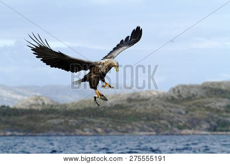 White-tailed Eagle In Flight With Caught Fish From Sea,norway,haliaeetus Albicilla, Majestic Sea Eag