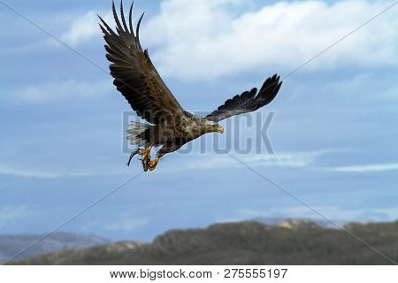 White-tailed Eagle In Flight With Caught Fish From Sea,norway,haliaeetus Albicilla, Majestic Sea Eag