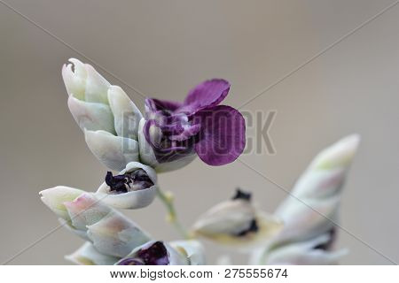 Powdery Alligator-flag Purple Flower - Latin Name - Thalia Dealbata