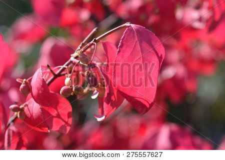 Burning Bush Red Leaves - Latin Name - Euonymus Alatus Compactus