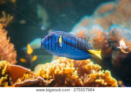 Blue Tang Fish Paracanthurus Hepatus Swimming In Water. Popular Fish In Marine Aquarium, Needs A Lar
