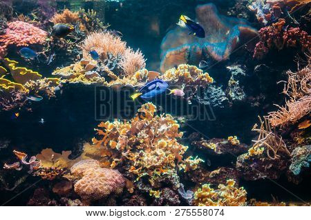 Blue Tang Fish Paracanthurus Hepatus And Chromis Viridis Swimming In Water.